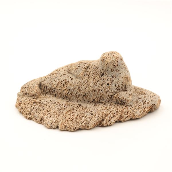 Canadian Inuit Bone Seal on Ice Floe