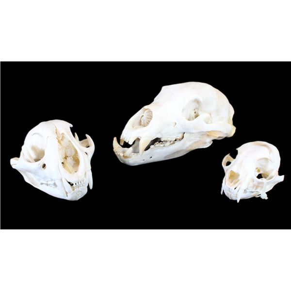 3 Skulls- Black Bear- Mountain Lion- Bobcat