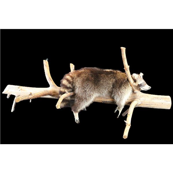 Full Body Raccoon Mount On Drift Wood- Damaged Ears- 52"- Hangs
