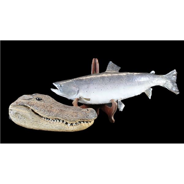 Hanging 36" Chinook Salmon Mount- Alligator Skull