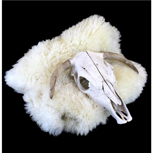 Hereford Cow Skull- 20"- Tanned Sheep Hide- 70" X 24"