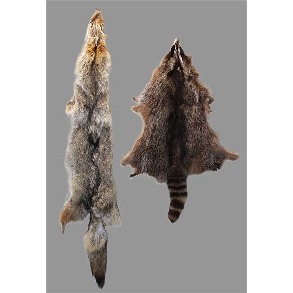 Tanned Coyote Hide- Tanned Coon Hide- Has Some Holes