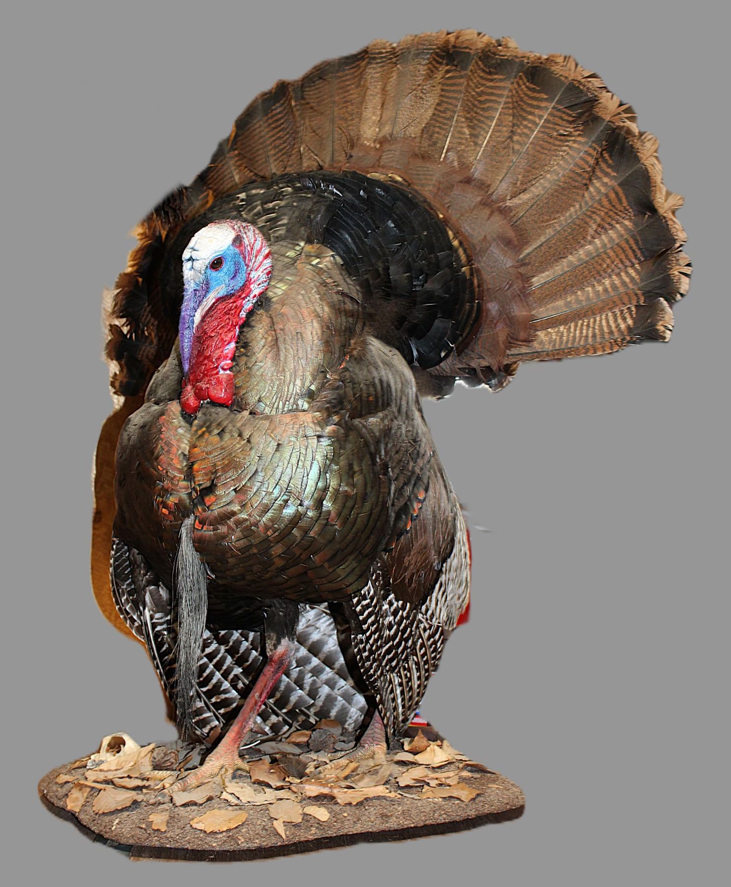 2 Full Mount Tom Turkeys- Good Spurs- Great Taxidermy