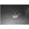 Image 4 : UNLIMITED RED STAG HUNT AT CAMP FREEDOM