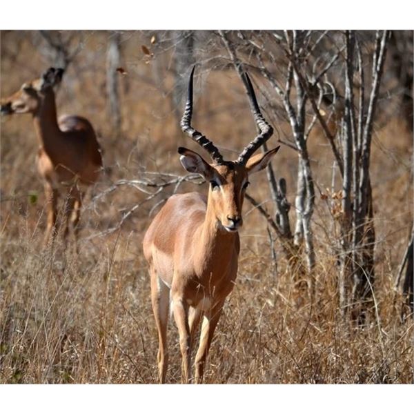 South Africa  10 Day  Plains Game Safari for Two Hunters & Two Non hunters