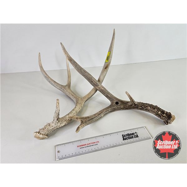 Antler Sheds (2)