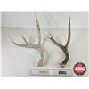 Image 2 : Antler Sheds (2)
