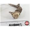 Image 4 : Antler Sheds (2)