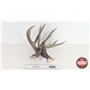 Image 1 : Matching White Tail Shed Antlers (Consignor Tag - Approx. 145 Boone and Crockett Score)