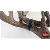 Image 2 : Matching White Tail Shed Antlers (Consignor Tag - Approx. 145 Boone and Crockett Score)