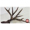 Image 3 : Matching White Tail Shed Antlers (Consignor Tag - Approx. 145 Boone and Crockett Score)