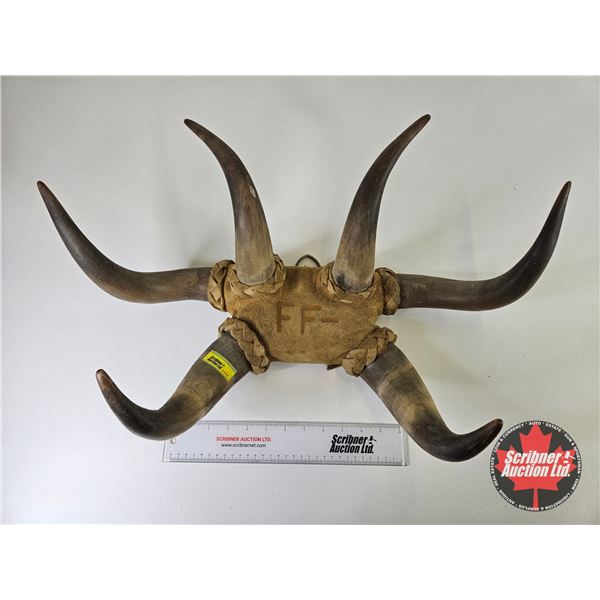 Hat Rack Made from Cattle Horns (Measures: 14"H x 22"W x 9"D)