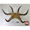 Image 1 : Hat Rack Made from Cattle Horns (Measures: 14"H x 22"W x 9"D)