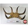 Image 2 : Hat Rack Made from Cattle Horns (Measures: 14"H x 22"W x 9"D)