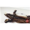 Image 10 : Tanned Wolverine Suitable for Taxidermy Tanned in Winnipeg : has Stamp : 40" Long