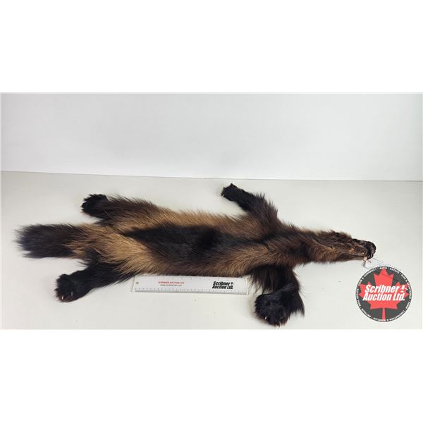 Tanned Wolverine Suitable for Taxidermy Tanned in Winnipeg : has Stamp : 40" Long