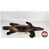 Image 1 : Tanned Wolverine Suitable for Taxidermy Tanned in Winnipeg : has Stamp : 40" Long