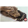Image 2 : Tanned Wolverine Suitable for Taxidermy Tanned in Winnipeg : has Stamp : 40" Long