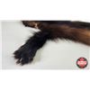 Image 7 : Tanned Wolverine Suitable for Taxidermy Tanned in Winnipeg : has Stamp : 40" Long