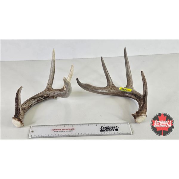 White Tail Antler Sheds