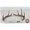 Image 1 : White Tail Antler Sheds