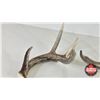 Image 2 : White Tail Antler Sheds