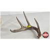 Image 3 : White Tail Antler Sheds