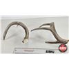 Image 4 : White Tail Antler Sheds