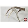 Image 5 : White Tail Antler Sheds