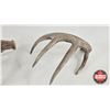 Image 6 : White Tail Antler Sheds