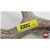 Image 7 : White Tail Antler Sheds