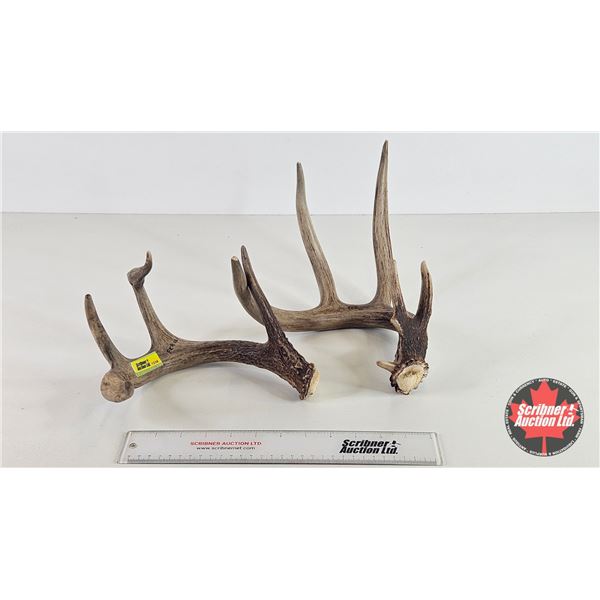 Antler Sheds (2) : Non-Typical