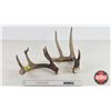 Image 1 : Antler Sheds (2) : Non-Typical