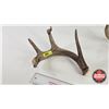 Image 2 : Antler Sheds (2) : Non-Typical