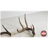 Image 3 : Antler Sheds (2) : Non-Typical