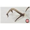 Image 4 : Antler Sheds (2) : Non-Typical