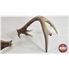 Image 5 : Antler Sheds (2) : Non-Typical