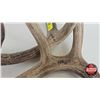 Image 6 : Antler Sheds (2) : Non-Typical