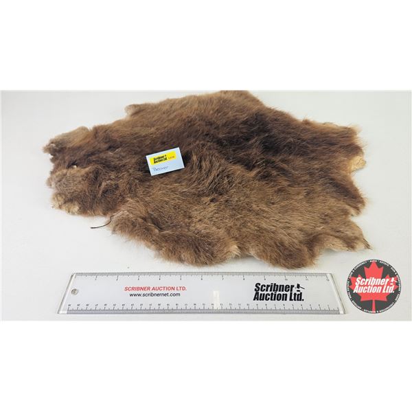 Beaver Pelt (Measures : 23"H x 18"L)