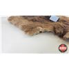 Image 4 : Beaver Pelt (Measures : 23"H x 18"L)