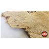 Image 8 : Beaver Pelt (Measures : 23"H x 18"L)