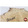 Image 9 : Beaver Pelt (Measures : 23"H x 18"L)