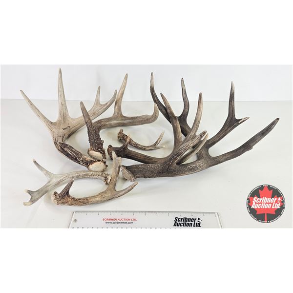 Antler Sheds (7) : Variety
