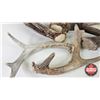 Image 2 : Antler Sheds (7) : Variety