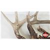 Image 3 : Antler Sheds (7) : Variety