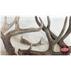 Image 4 : Antler Sheds (7) : Variety