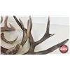 Image 5 : Antler Sheds (7) : Variety