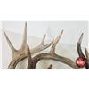 Image 6 : Antler Sheds (7) : Variety