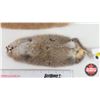 Image 4 : Combo (2) : Pelt Tubes - Tanned Muskrat - Mink Pelt (?)