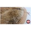 Image 2 : Tanned Beaver Pelt (Measures : 27"W x 35"L)
